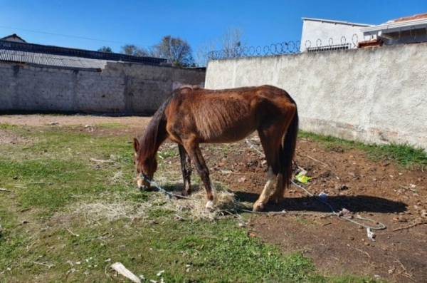 Foto: Prefeitura Municipal de São José dos Pinhais