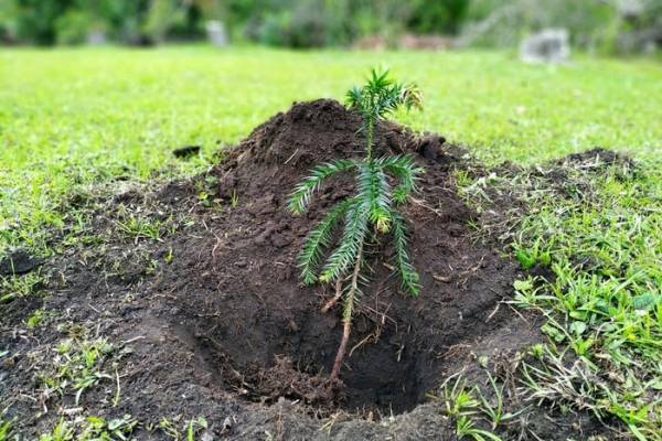 Instituto Água e Terra (IAT) já distribuiu mais de 8,5 milhões de mudas de espécies nativas desde 2019 , 70 mil delas apenas nesta semana, em comemoração ao Dia da Árvore - Foto: IAT-PR