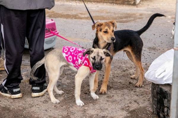 A vacina antirrábica é fundamental para a prevenção da raiva, uma doença viral grave que pode ser transmitida por meio de mordidas, lambidas ou arranhões de animais infectados (Crédito: Prefeitura de São José dos Pinhais).