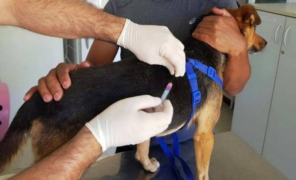 A vacina antirrábica é fundamental para a prevenção da raiva, uma doença viral grave que pode ser transmitida por meio de mordidas, lambidas ou arranhões de animais infectados (Foto: Divulgação / Prefeitura de São José dos Pinhais).